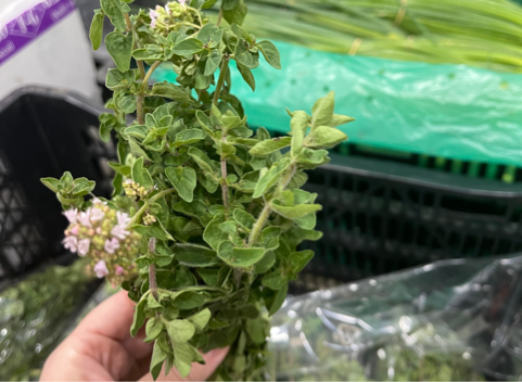 organic oregano