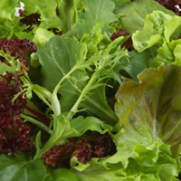 Organic Salad Mix 120gm pnt (Tub)