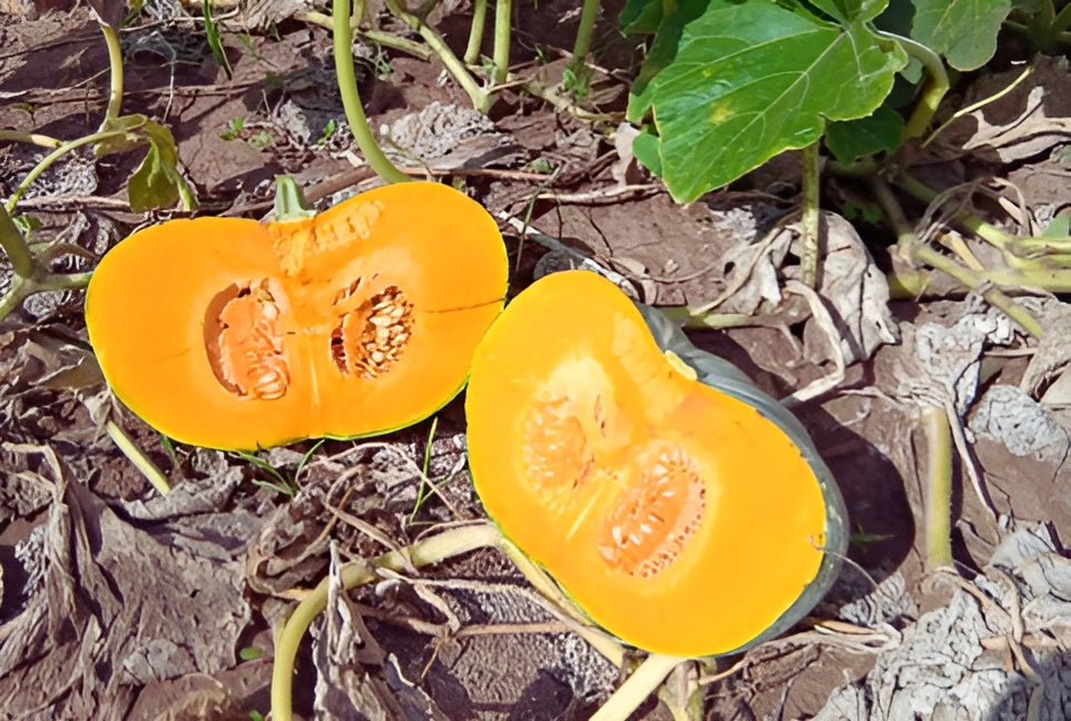 organic jap pumpkin