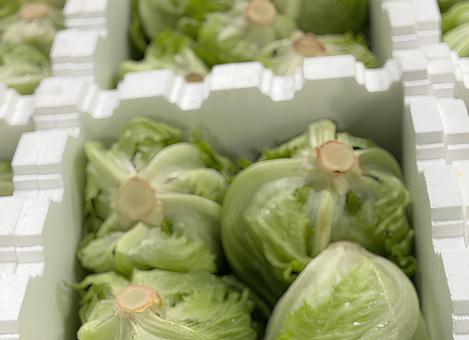 organic lettuce
