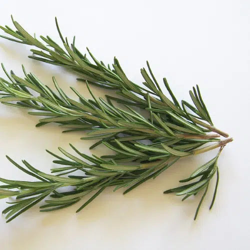 Herb- Rosemary