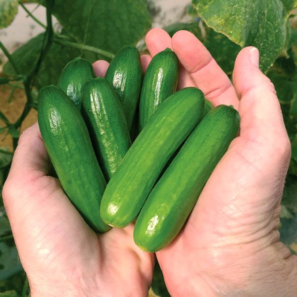 Organic Cucumber SNACKING 5KG