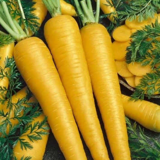 organic Carrots YELLOW