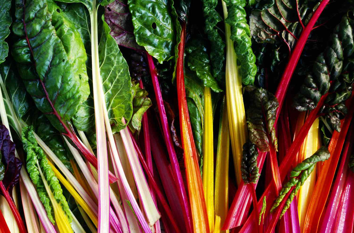 Organic Chard RAINBOW DEC