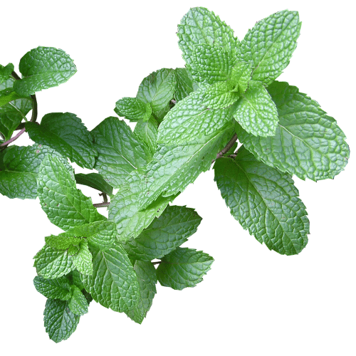 Herb- mint