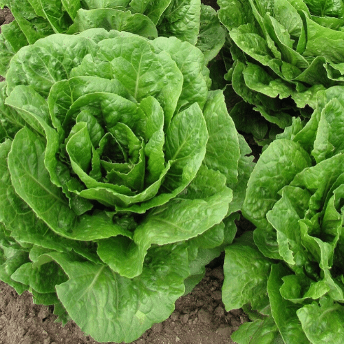 Organic Cos Lettuce Each