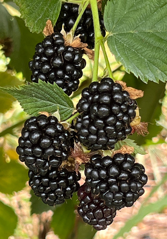 Organic Blackberry