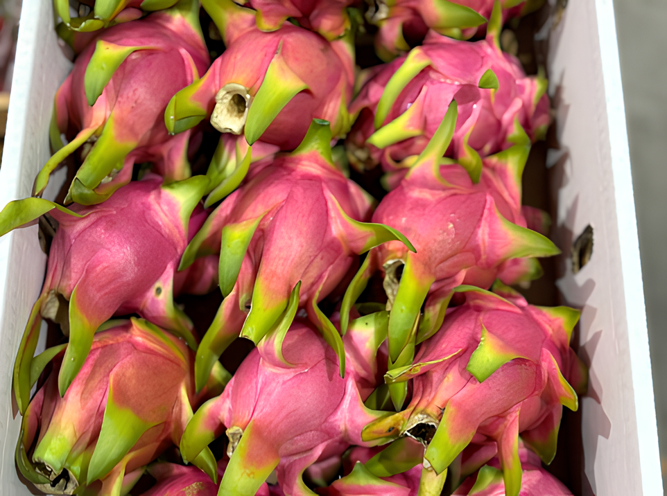 Organic Dragon Fruit