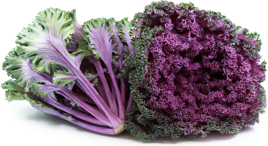 Organic Kale PURPLE DEC