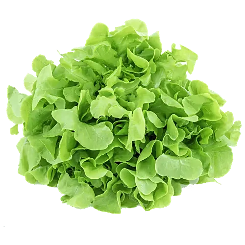 Organic Lettuce Green oak