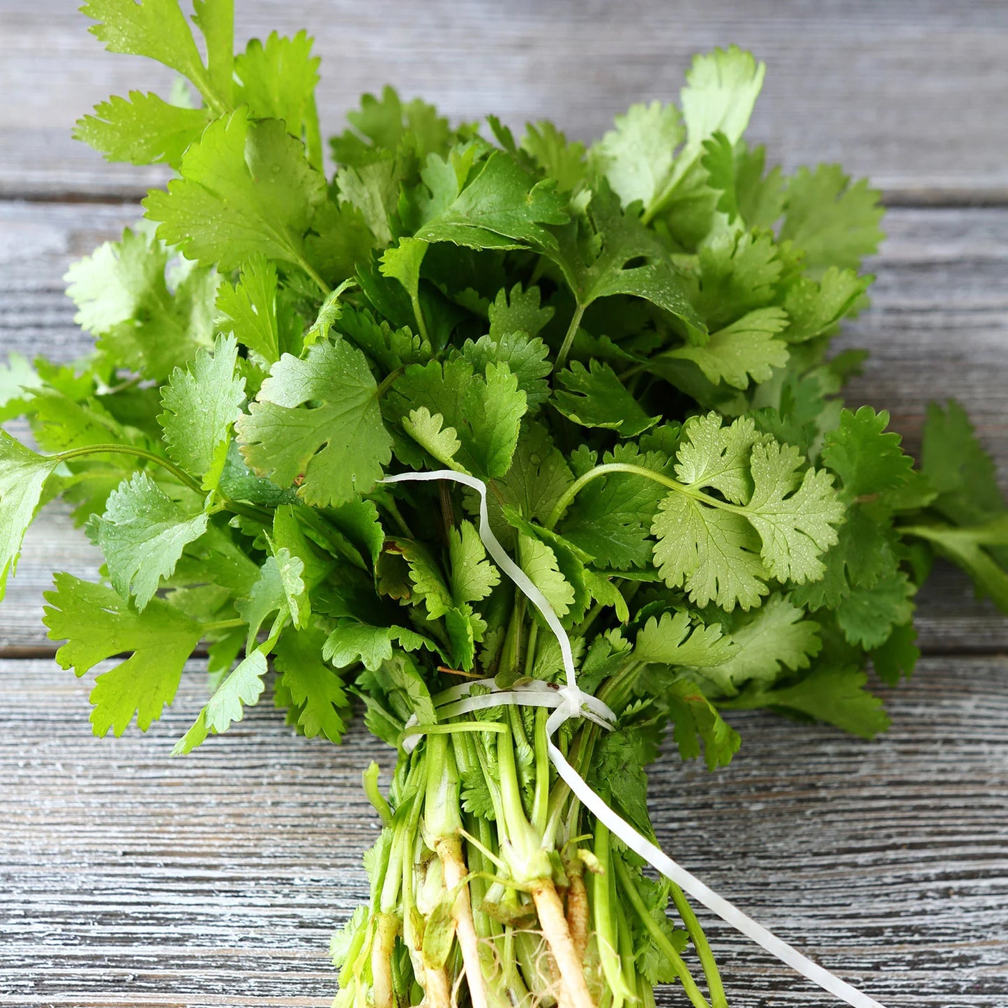 Organic Coriander