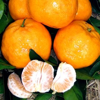 Organic Mandarin IMPERIAL