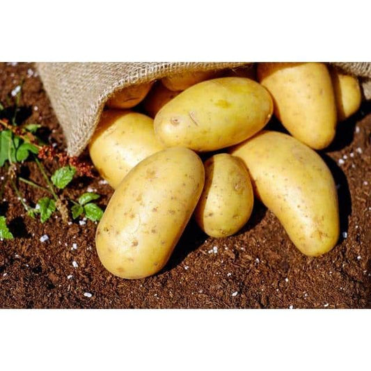 Organic Bulk Dutch Cream Potatoes -15kgs