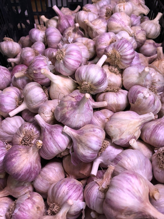 Organic Russian Garlic