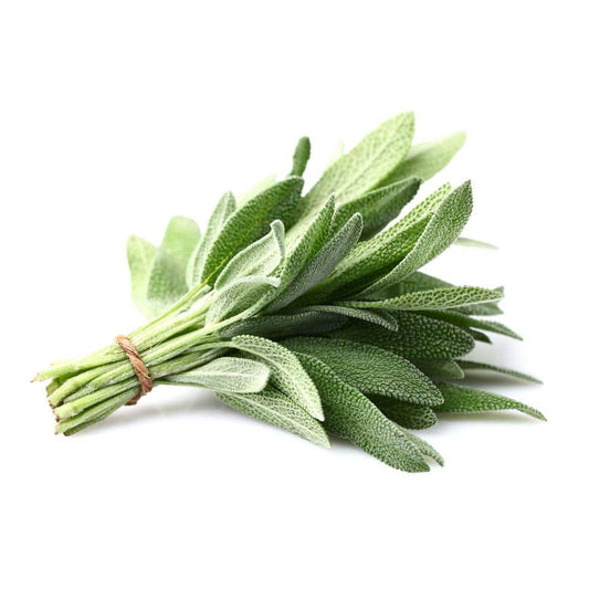herb-Sage